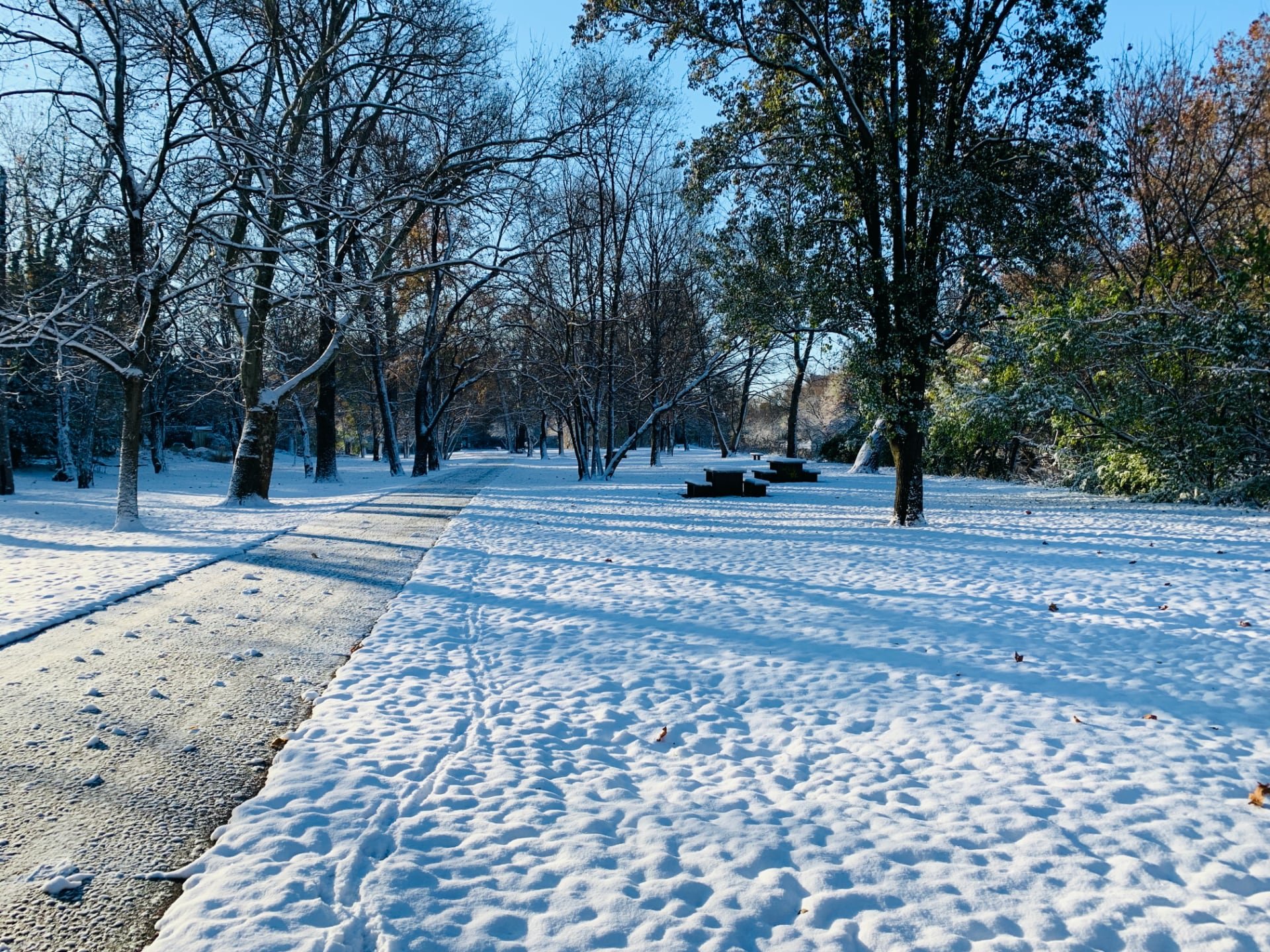Shadows from leafless trees casted across banks of snow